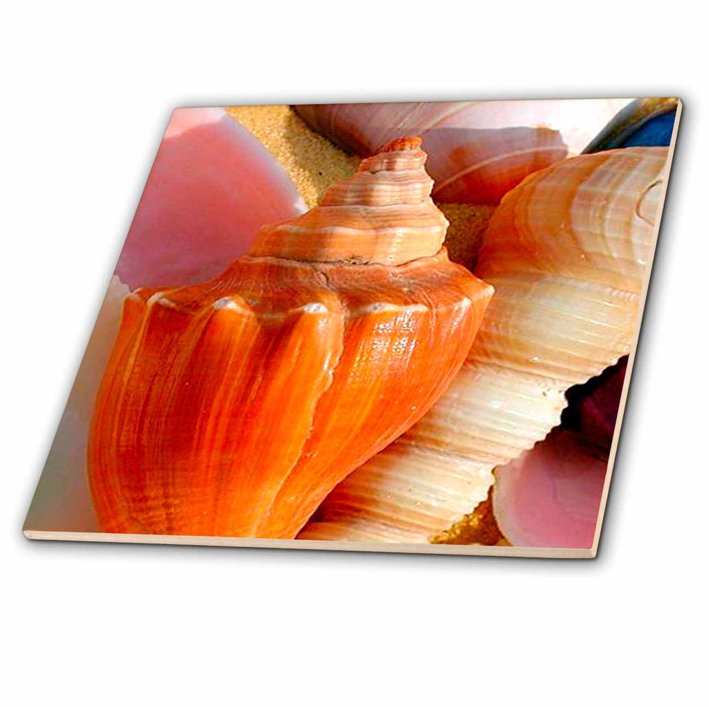 3dRose Sea Shells - Sea Shells - Tiles (ct_934)