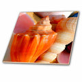 3dRose Sea Shells - Sea Shells - Tiles (ct_934)