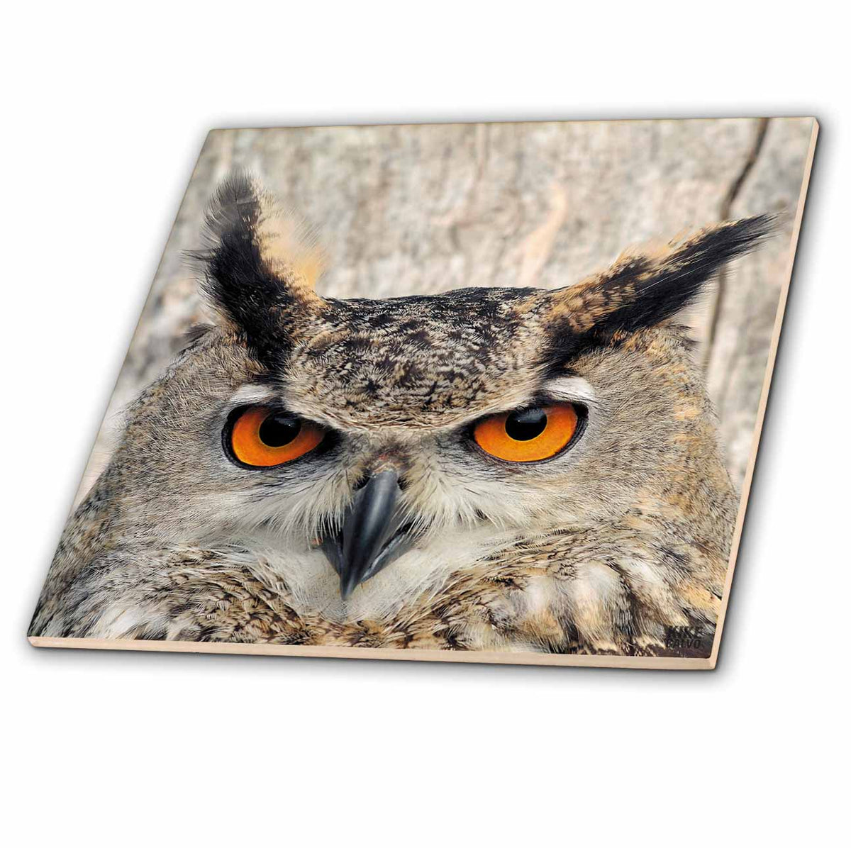 3dRose Kike Calvo Animals - Eagle Owl, Bubo Bubo - Tiles (ct_9902)