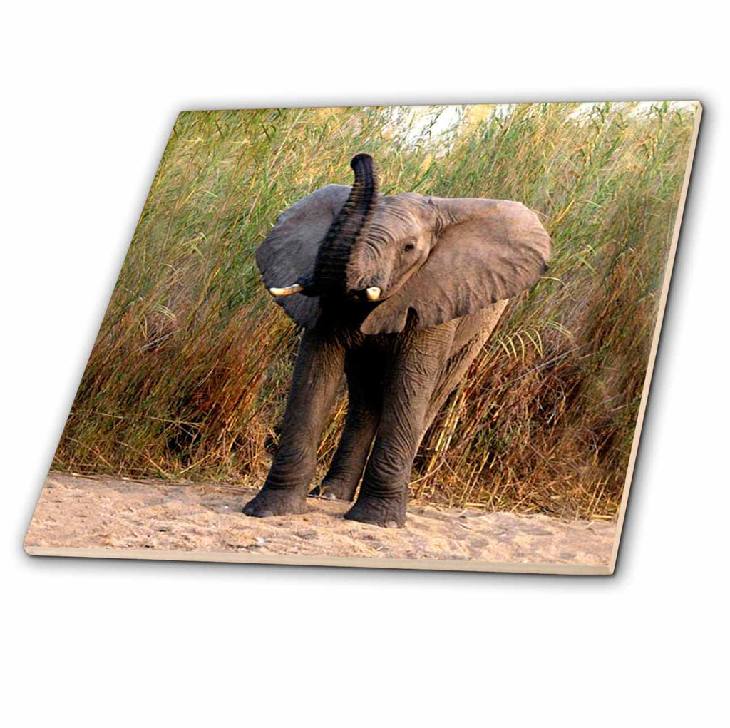 3dRose Wild Animals - Elephant - Tiles (ct_994)