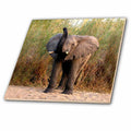 3dRose Wild Animals - Elephant - Tiles (ct_994)