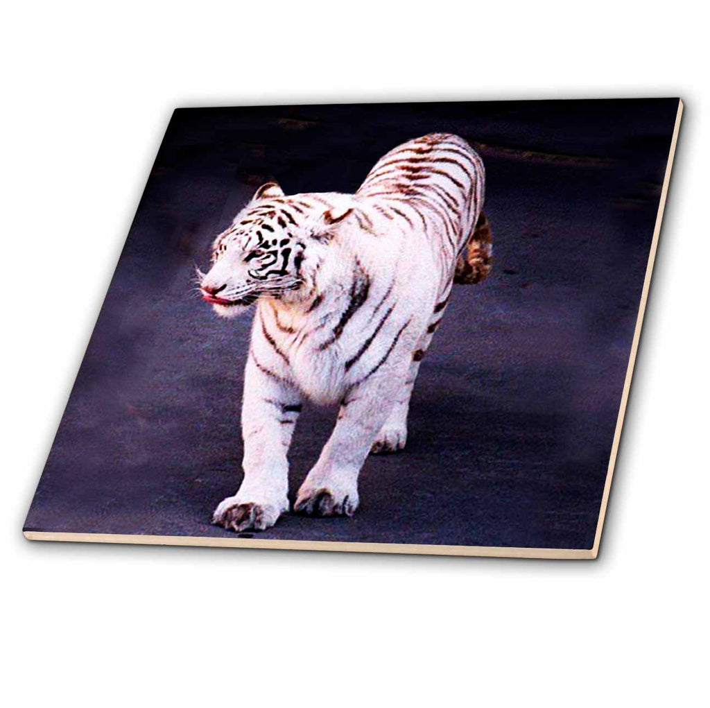 3dRose Tigers - White Tiger - Tiles (ct_997)