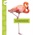 Flamingos - Paperback